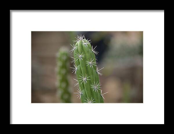 Cactus Framed Print featuring the photograph Stay Sharp by Carolyn Mickulas