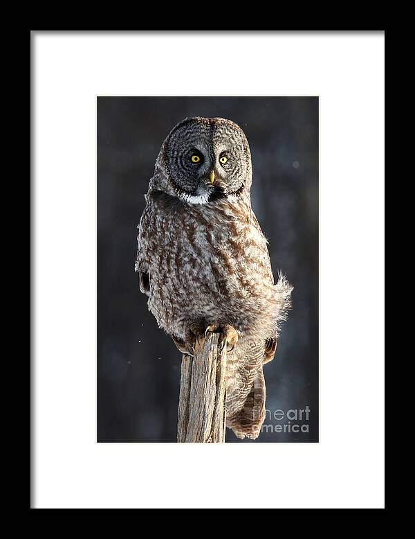 Owl Framed Print featuring the photograph Steadfast in the wind by Heather King