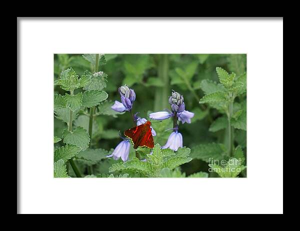 Flowers Framed Print featuring the photograph Stealth flyer by Merle Grenz