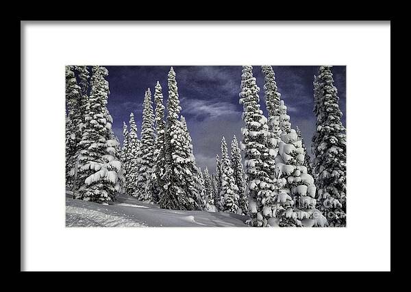  Winter Framed Print featuring the photograph Steamboat Springs Trees 1 by Timothy Hacker