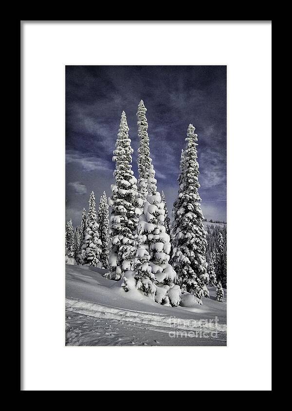  Winter Framed Print featuring the photograph Steamboat Springs Trees 2 by Timothy Hacker