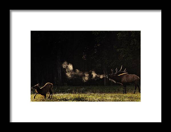 Elk Bugle Framed Print featuring the photograph Steamy Breath Elk Bugle by Michael Dougherty