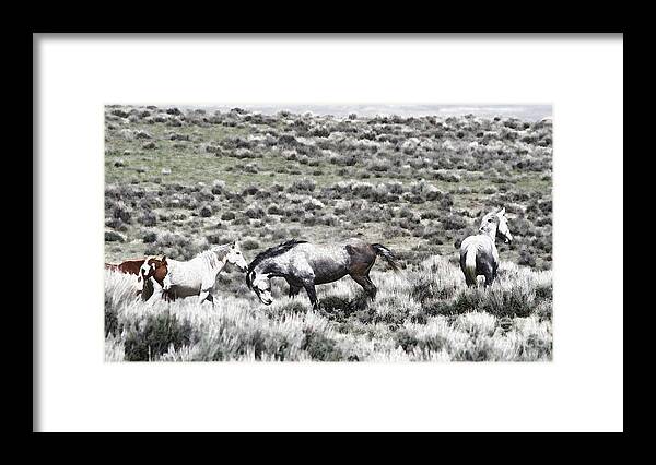 Wild Stallions Framed Print featuring the photograph Steel Dust by Jim Garrison