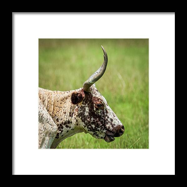 Long Horn Steer Framed Print featuring the photograph Steer Portrait by Paul Freidlund