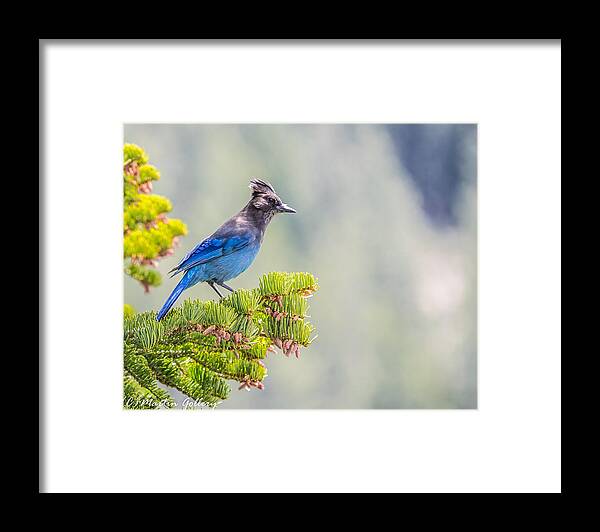 Stellars Jay Tahoe Bird Blue Framed Print featuring the photograph Stellers Jay by Martin Gollery