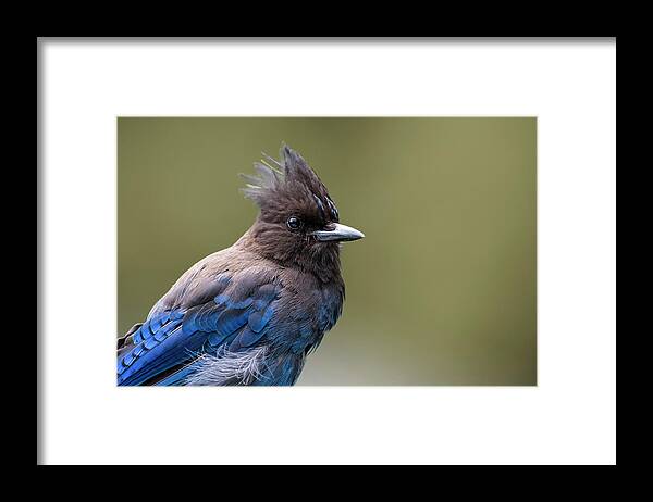Steller's Jay Framed Print featuring the photograph Steller's Jay portrait by Kathy King