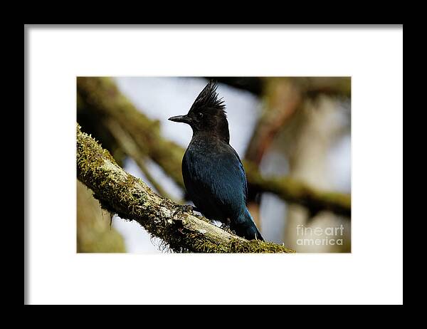 Stellers Jay Framed Print featuring the photograph Stellers Jay by Sue Harper