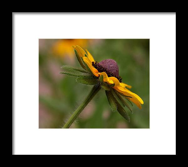  Framed Print featuring the photograph Steppin out by Tammy Espino