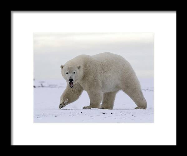 Animal Framed Print featuring the photograph Stepping Out in the Arctic by Cheryl Strahl