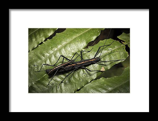 Stick Bug Framed Print featuring the photograph stick bug Amazon rain forest insect by Dirk Ercken