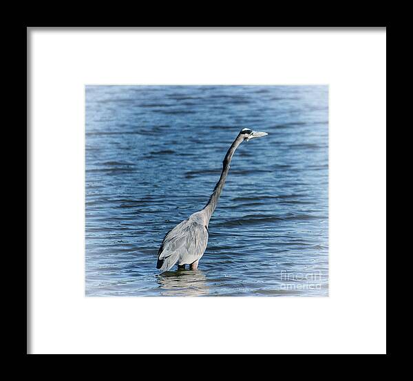 Heron Framed Print featuring the photograph Sticking Out Your Neck Heron by Roberta Byram