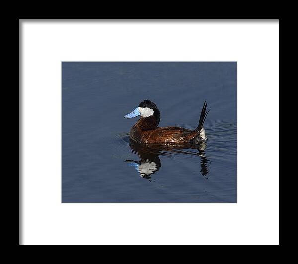 Ruddy Duck Framed Print featuring the photograph Stiff Tail by Tony Beck