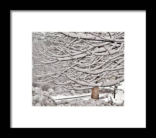 Snow Framed Print featuring the photograph Still Aiming Upward by Eileen Brymer