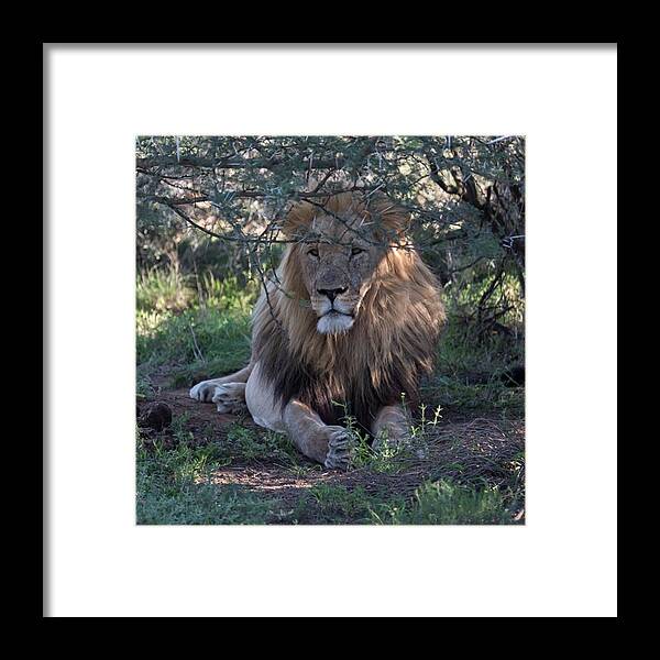 Shamwari Framed Print featuring the photograph Male Lion by Lorna Mason