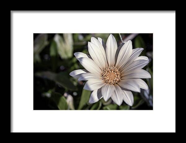 Flower Framed Print featuring the photograph Still Dreaming by Alison Frank