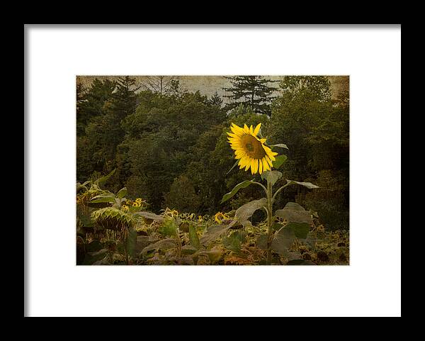 Sunflower Framed Print featuring the photograph Still Standing by Arlene Carmel