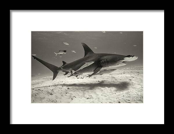 Great Hammerhead Shark Framed Print featuring the photograph Stingray Hunter by Aaron Whittemore