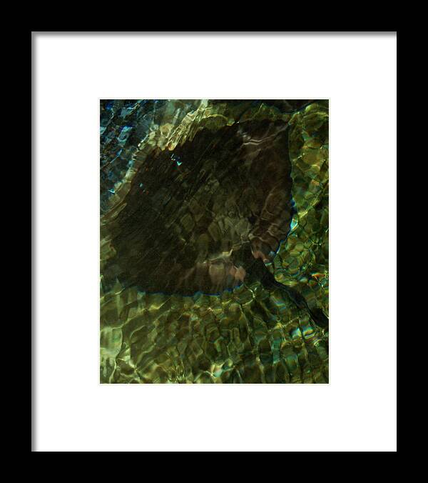 Nature Framed Print featuring the photograph Stingray by Kathleen Stephens