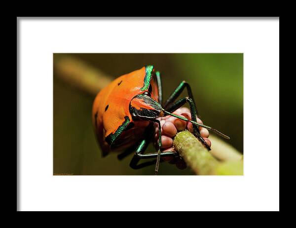 Macro Photography Framed Print featuring the photograph Stink bug 666 by Kevin Chippindall
