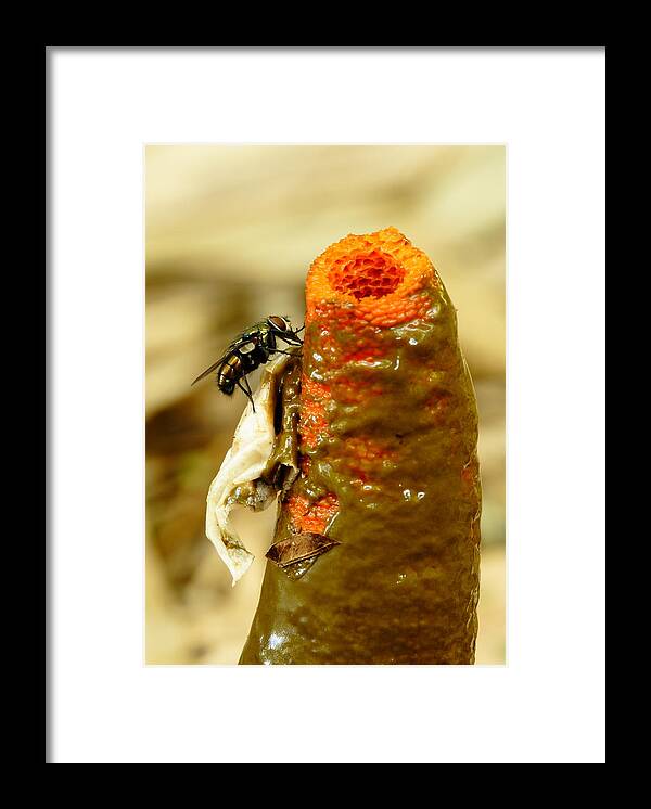 Mutinus Elegans Framed Print featuring the photograph Tip Of Stinkhorn Mushroom With Fly by Daniel Reed