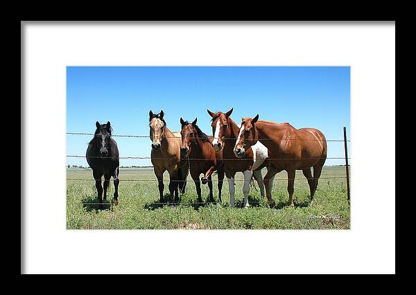 Horses Framed Print featuring the photograph Stompin' Flies by Karen Slagle