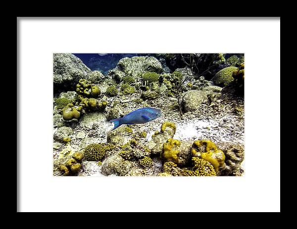 Stoplight Parrotfish Framed Print featuring the photograph Stoplight Parrotfish by Perla Copernik
