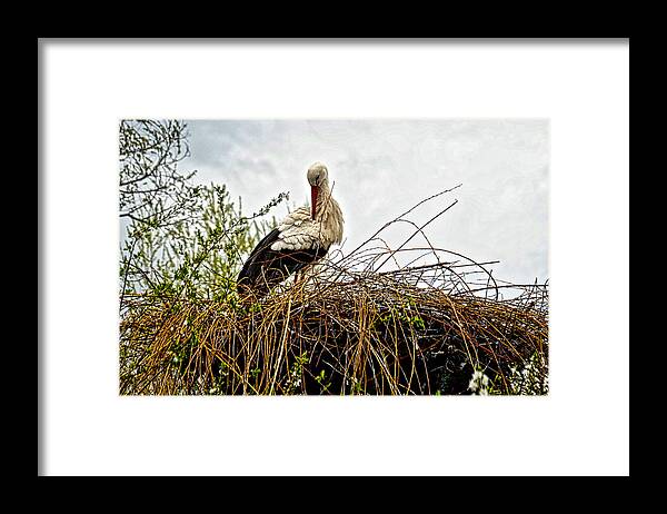 Europe Framed Print featuring the photograph Stork Nest by Richard Gehlbach