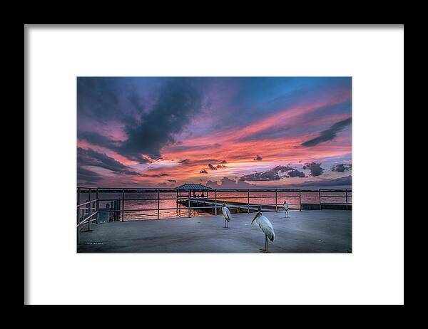 Storks Framed Print featuring the photograph Storks at Sunset by Louise Hill