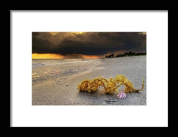 Sanibel Island Framed Print featuring the photograph Storm And Sea Shell On Sanibel by Greg and Chrystal Mimbs