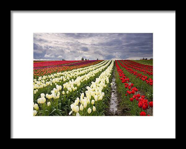 Tulips Framed Print featuring the photograph Storm over Tulips by Michael Dawson