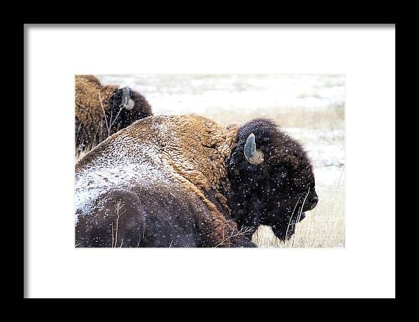 Buffalo Framed Print featuring the photograph Storm Riders by Jim Garrison
