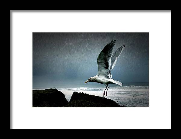 Seagull Framed Print featuring the photograph Stormy Landing by Bonnie Bruno