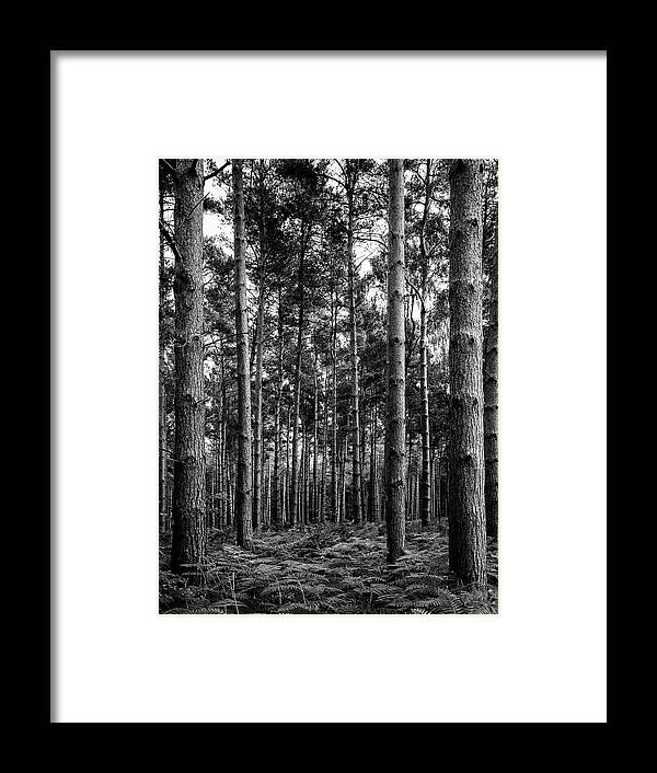 Trees Framed Print featuring the photograph Straight Up by Nick Bywater