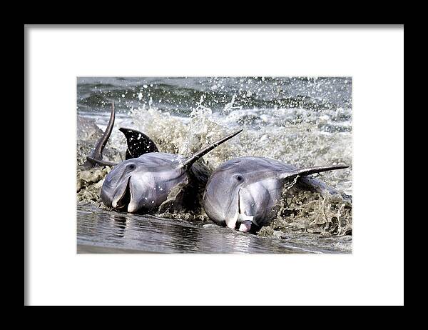 Dolphins Framed Print featuring the photograph Strand Feeding by Jim Miller