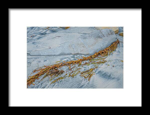 Kelp Framed Print featuring the photograph Stranded by Joseph Smith