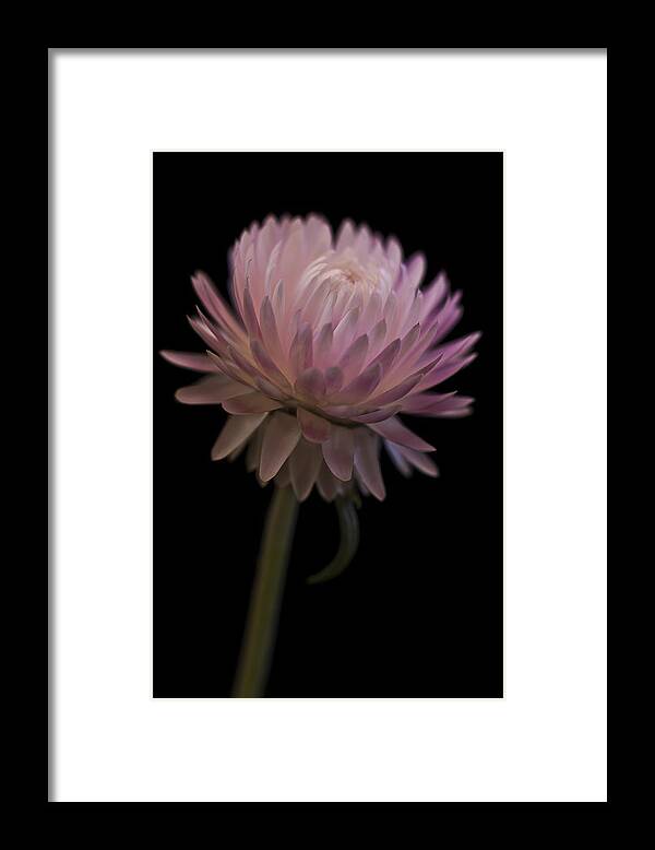 Straw Flower Framed Print featuring the photograph Straw Flower by Sandra Foster