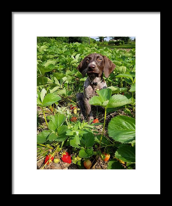 Gsp Framed Print featuring the photograph Strawberry Thief by Brook Burling