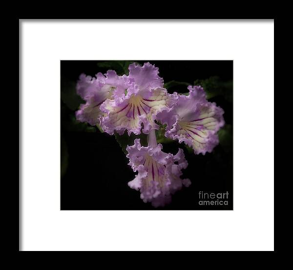 Flower Framed Print featuring the photograph Streptocarpus 'Renia' by Ann Jacobson