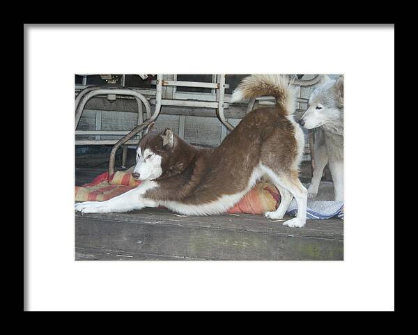 Siberian Husky Framed Print featuring the photograph Stretch 'n Sniff by Lynda Dawson-Youngclaus