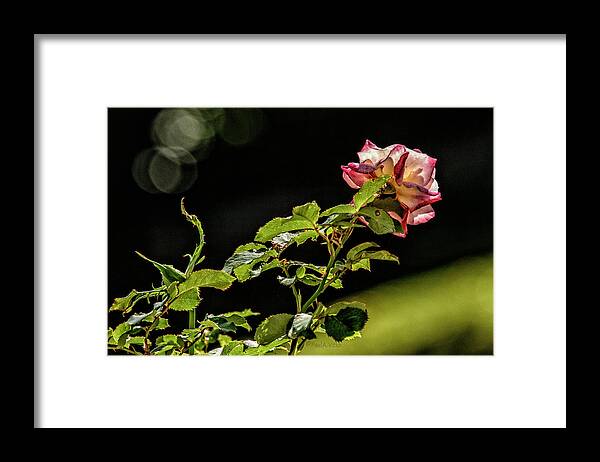 Rose Framed Print featuring the photograph Stretching For The Sungoddess..... by Paul Vitko