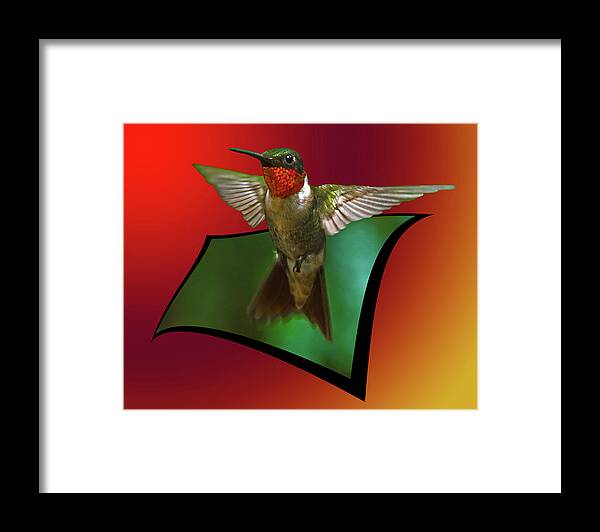 Ruby-throated Hummingbird Framed Print featuring the photograph Stretching my wings by Robert L Jackson