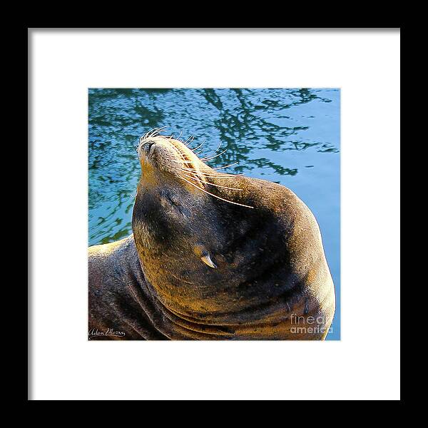 Wildlife Framed Print featuring the photograph Stretch by Adam Morsa
