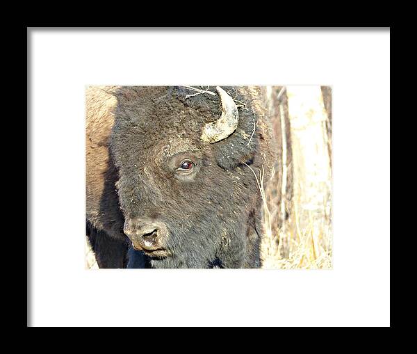 Bison Framed Print featuring the photograph Strike a Pose by 'REA' Gallery