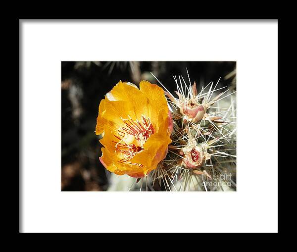 Yellow Cactus Framed Print featuring the photograph Striking pose by Barbara Leigh Art
