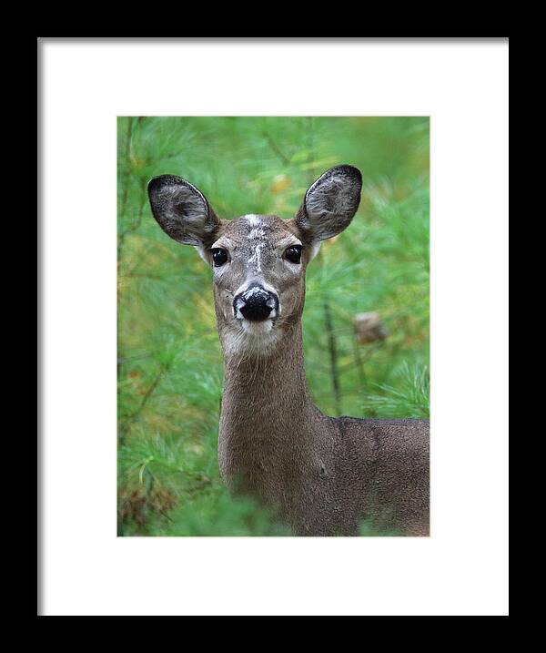 Deer Framed Print featuring the photograph Stripe Faced Doe by Brook Burling