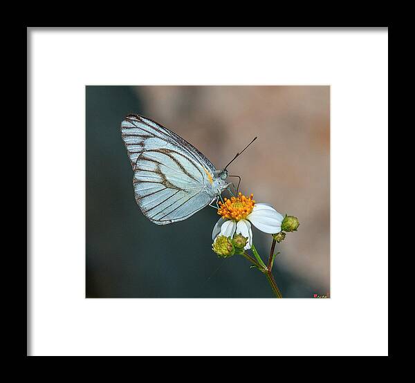 Nature Framed Print featuring the photograph Striped Albatross Butterfly DTHN0209 by Gerry Gantt