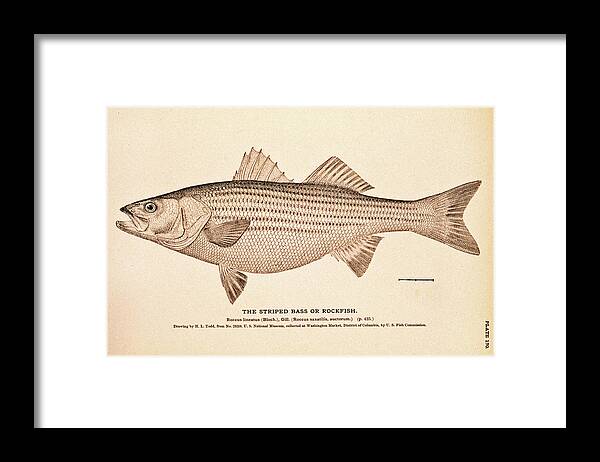 Striper Framed Print featuring the drawing Striped Bass by Nautical Chartworks
