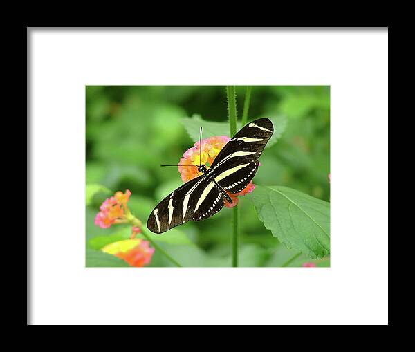 Butterflies Framed Print featuring the photograph Striped Butterfly by Wendy McKennon