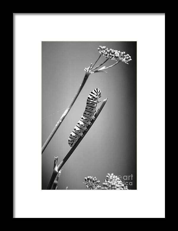 Caterpillar Framed Print featuring the photograph Striped Caterpillar Closeup Macro Black and White by Shawn O'Brien