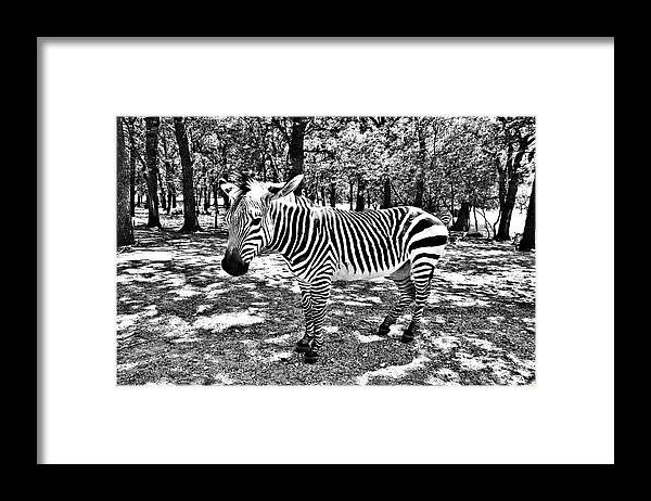 Zebra Framed Print featuring the photograph Stripes  by Douglas Barnard